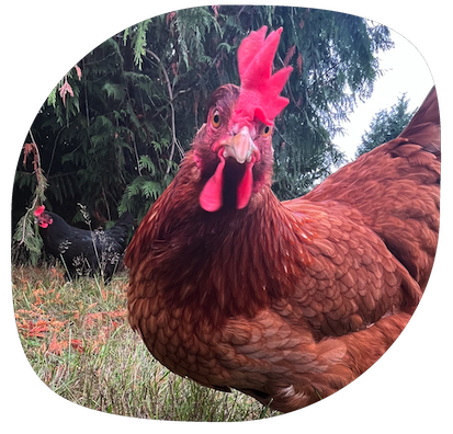 A photo of a golden chicken looking at the camera, with a black chicken in the background