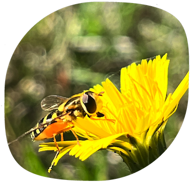 A photo of a bee on a dandelion flower